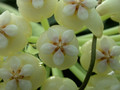 hoya pachyclada 7092 03