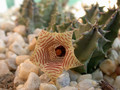 huernia thuretii D1449 5