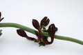 ceropegia rupicola mangelsdorff 1518