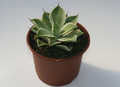 agave potatorum kissho kan 6596