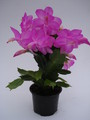 schlumbergera polka dancer 1594
