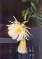 epiphyllum crysocardium