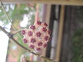 hoya kerrii variegata 1224