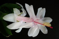 schlumbergera gina 5849
