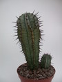 euphorbia horrida noorsveldensis 1335
