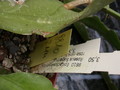 eh roseus superbus 8810 228