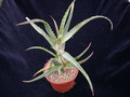 aloe arborescens 01