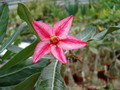 adenium ploy deang 02