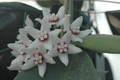 hoya calycina 6580