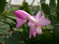 schlumbergera lady linda 05