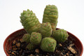 crassula columnella 0212