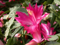 schlumbergera chiba princess 08