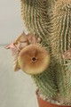 hoodia sp 06a
