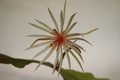 epiphyllum phyllanthus rubrocoronatum rba373 720