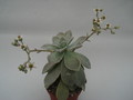graptopetalum paraguayensis 8461