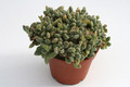 crassula ausensis titanopsis 0216