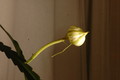 epiphyllum hookeri 07