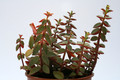 peperomia rubella 8066