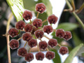 hoya sp molukken 3759 02