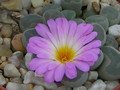 frithia pulchra 1356