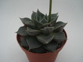 echeveria purpusorum 8362