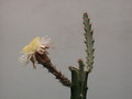 peniocereus cuixmalensis 31