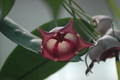 hoya macgillivrayi 725
