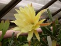 eh yellow gem 9910 08