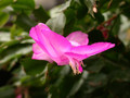 schlumbergera thor nille 01