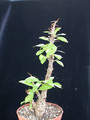 fouquieria macdougallii 05