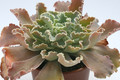 echeveria shawiana 7915