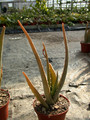 aloe vera 10 2