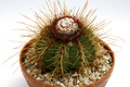 melocactus ernestii 0622