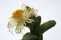 juttadinteria decumbens sargdeckel 0666