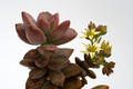 graptosedum bronze 9241