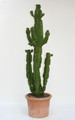 euphorbia ingens 150cm 3770