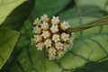 hoya meredithii 3425 04