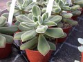 echeveria pulvianata