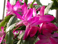 schlumbergera rosabell 01 1