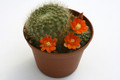 rebutia archibuiningiana l404 9859