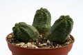 euphorbia pseudoglobosa 9543