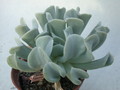 echeveria runyonii 9983