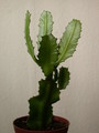 euphorbia vajravelui 7657