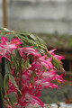 schlumbergera bristol rose 8274
