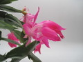 schlumbergera nono co 7762