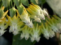 hoya multiflora 04