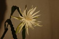 epiphyllum pumilum phasen 2297