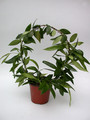 hoya gracilis 3915