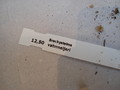 brachystelma vahrmeijeri 160