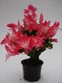schlumbergera russian dancer 1609